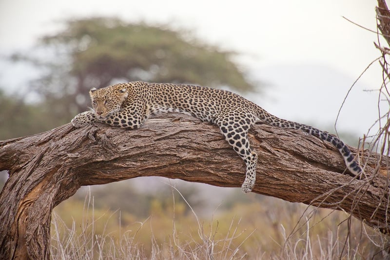 Historical Safaris
